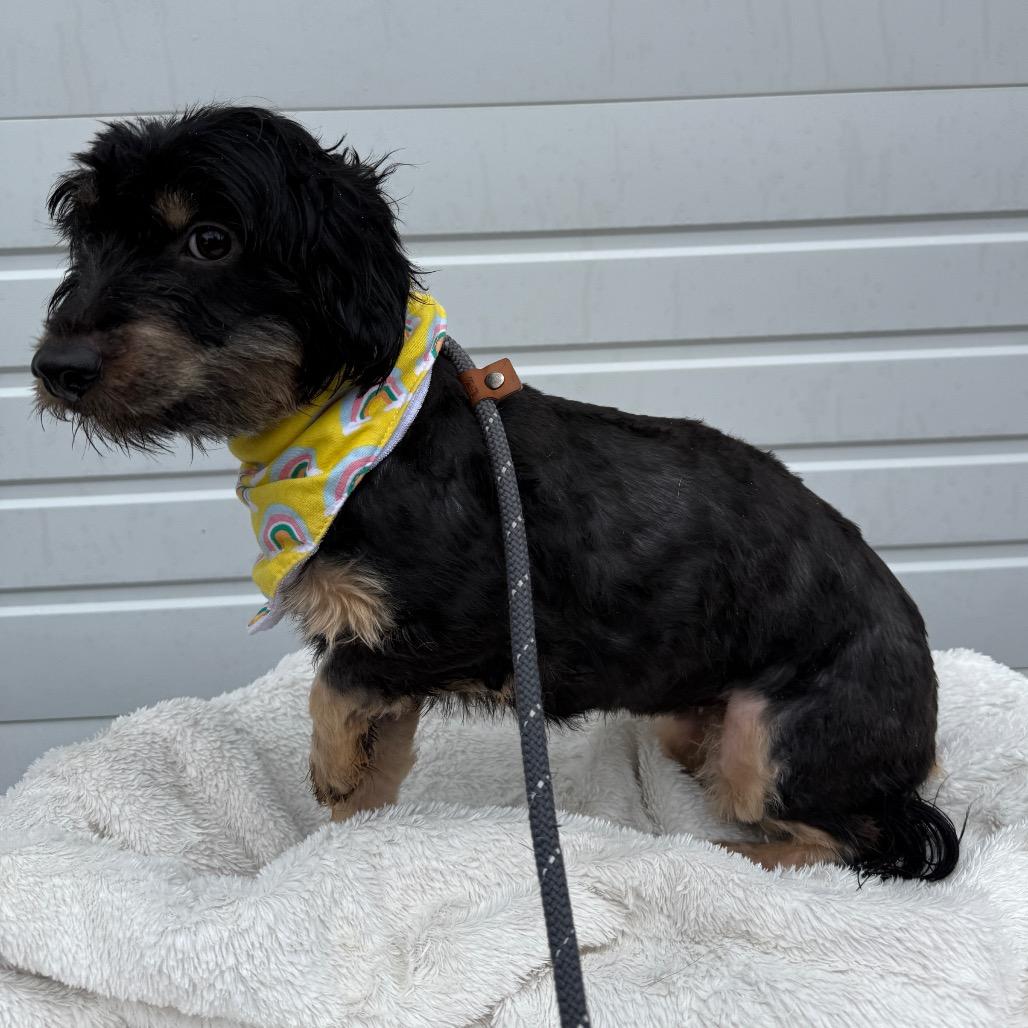 Rose, a Adoptable mixed breed in Newberg, OR image 2/5