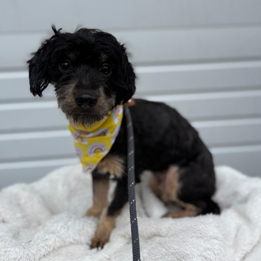 Rose, a Adoptable mixed breed in Newberg, OR image 3/5