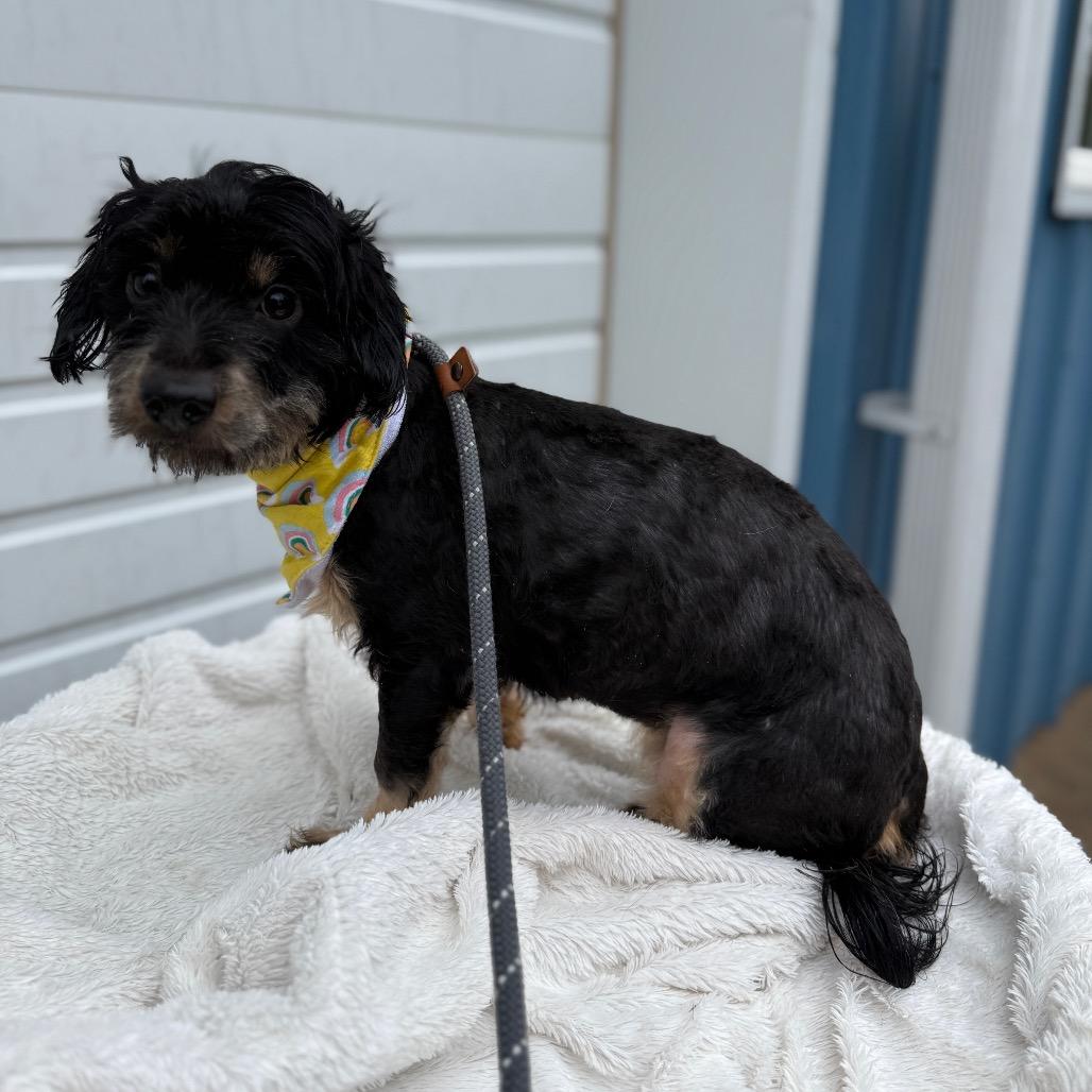 Rose, a Adoptable mixed breed in Newberg, OR image 4/5