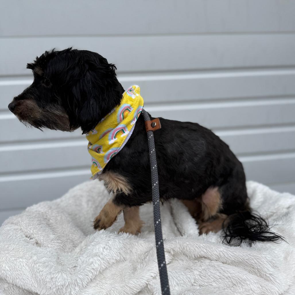 Rose, a Adoptable mixed breed in Newberg, OR image 5/5