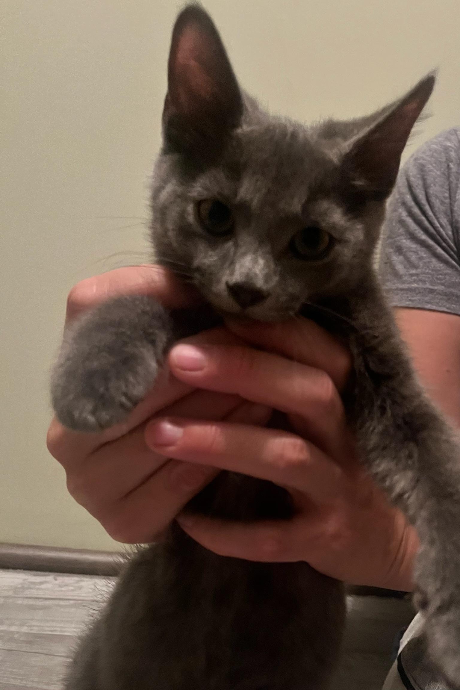 Crumpet, an adopted mixed breed in Hartville, OH image 5/6