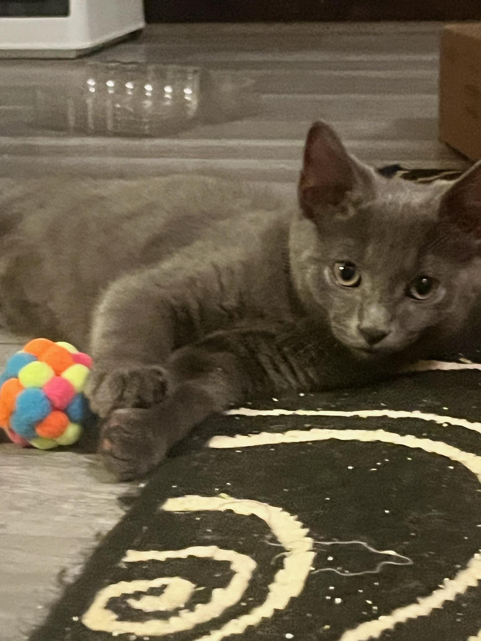 Crumpet, an adopted mixed breed in Hartville, OH image 3/6