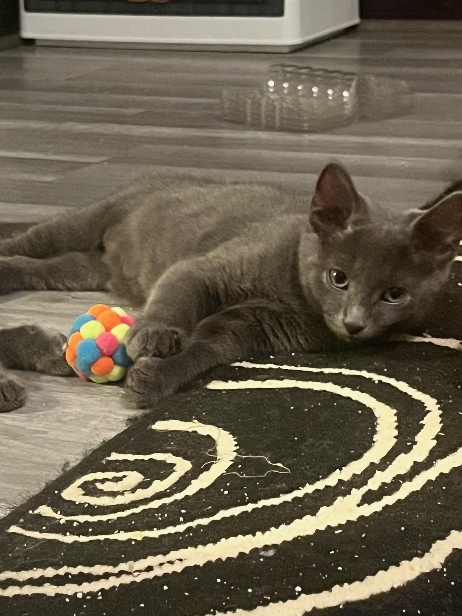 Crumpet, adopted, Kitten Male Domestic Short Hair & Russian Blue.