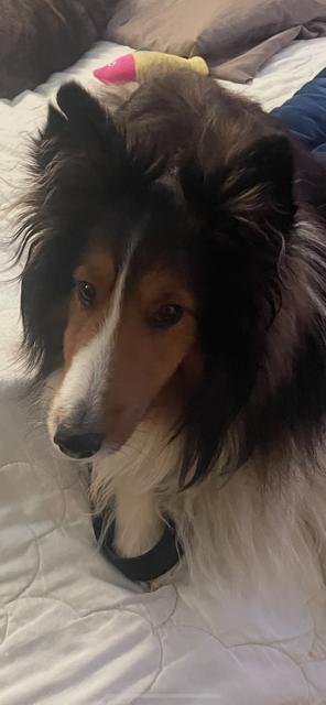 Dexter, adopted, Adult Male Shetland Sheepdog / Sheltie.