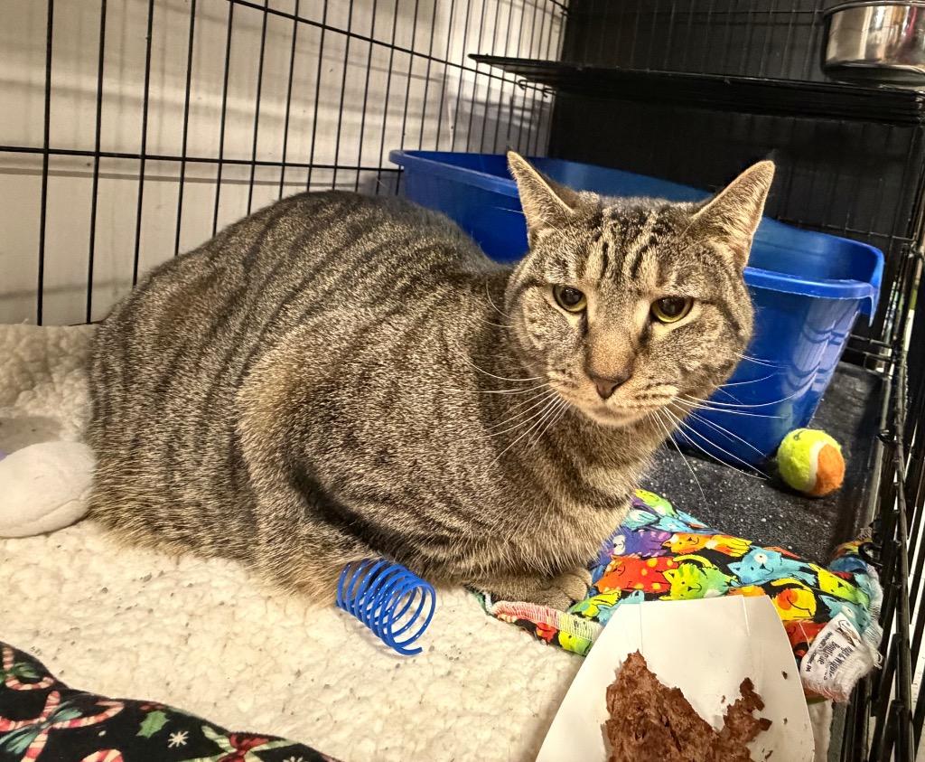 Sassy, Adoptable, Young Female Domestic Short Hair.