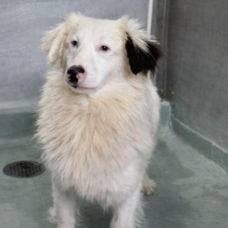 Enlarge Hank, a Adoptable mixed breed in Baton Rouge, LA image 1/6