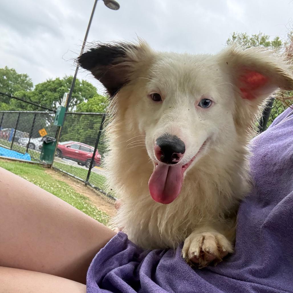 Enlarge Hank, a Adoptable mixed breed in Baton Rouge, LA image 2/6