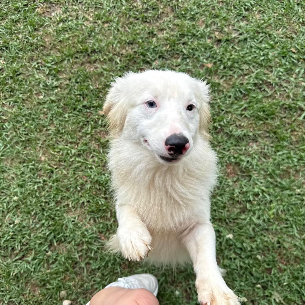 Enlarge Hank, a Adoptable mixed breed in Baton Rouge, LA image 3/6