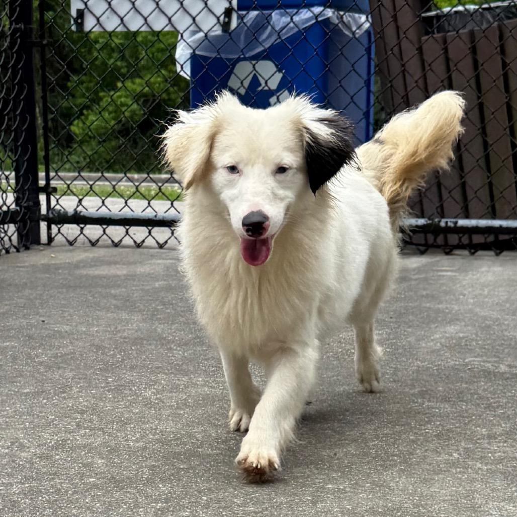 Enlarge Hank, a Adoptable mixed breed in Baton Rouge, LA image 4/6