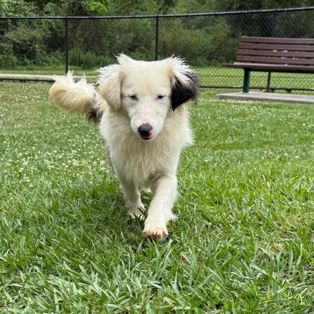 Enlarge Hank, a Adoptable mixed breed in Baton Rouge, LA image 5/6