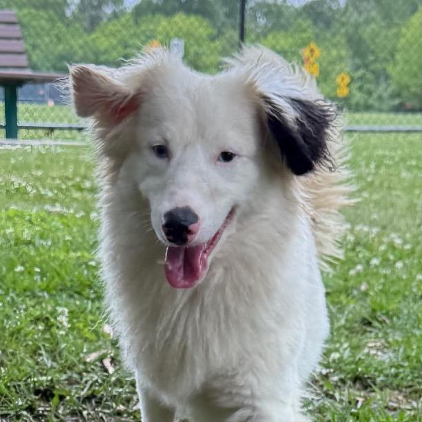 Enlarge Hank, a Adoptable mixed breed in Baton Rouge, LA image 6/6