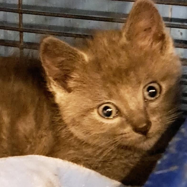 Laykin, Adoptable, Kitten Female Domestic Short Hair.