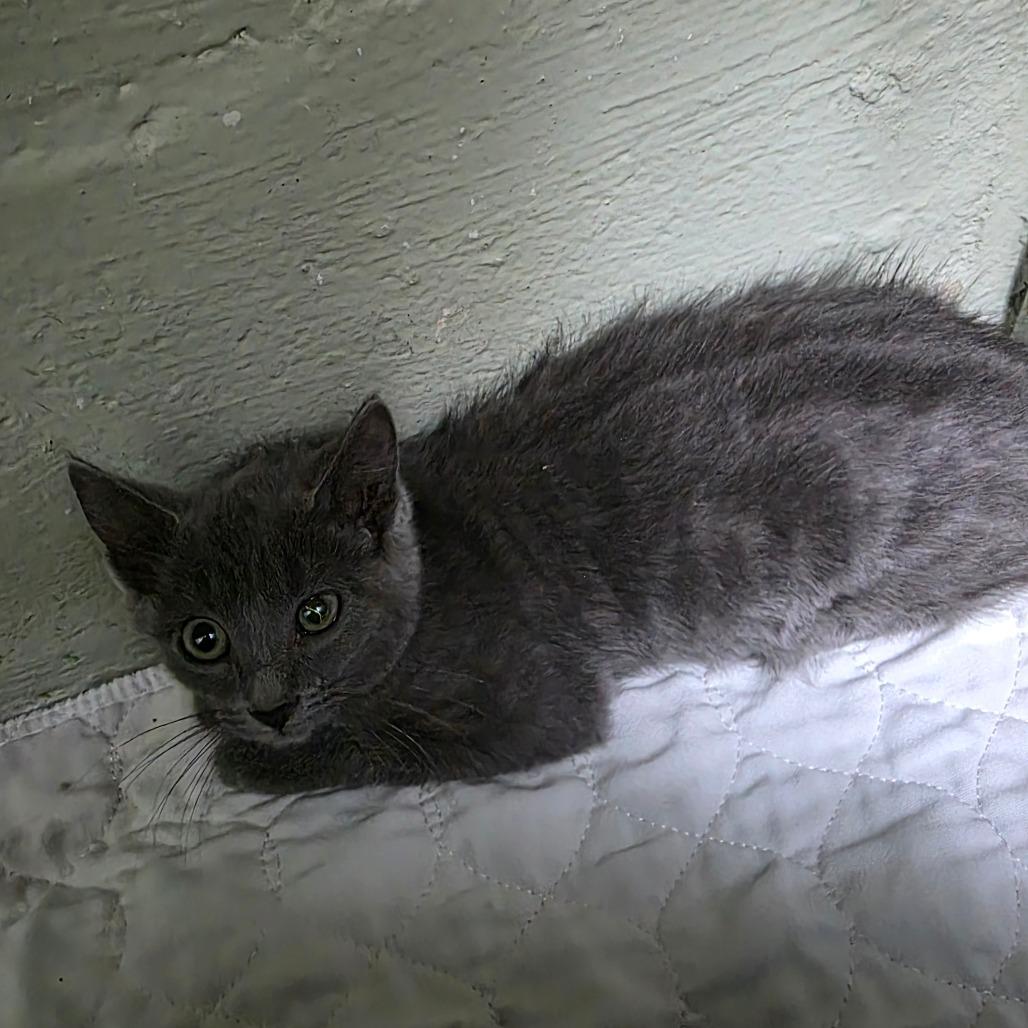 Laykin, a Adoptable Domestic Short Hair in Eureka Springs, AR image 2/2