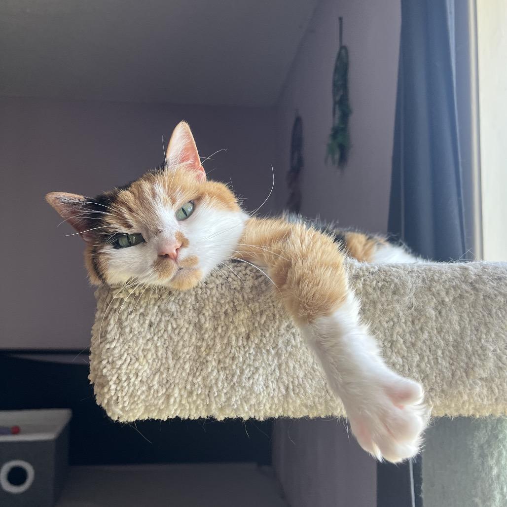 Luna Lovegood C10843, a Adoptable Domestic Short Hair in Minneapolis, MN image 1/6