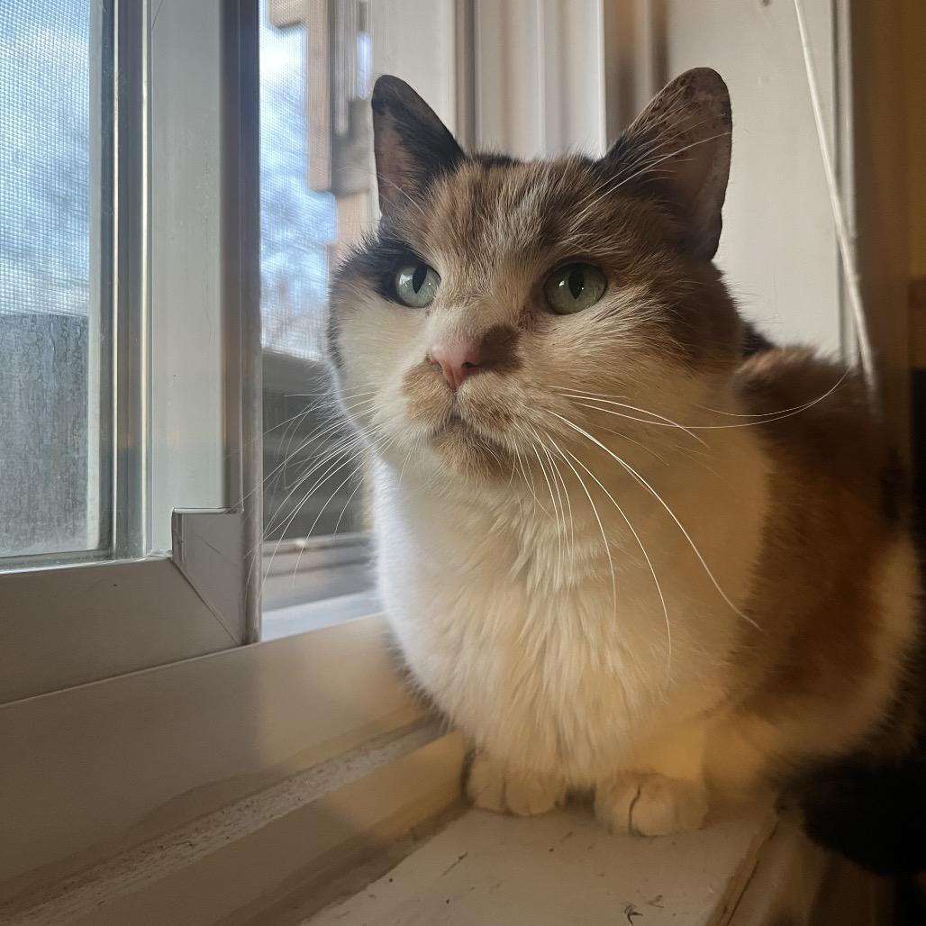 Luna Lovegood C10843, a Adoptable Domestic Short Hair in Minneapolis, MN image 3/6