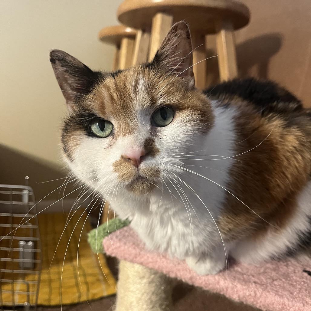 Luna Lovegood C10843, a Adoptable Domestic Short Hair in Minneapolis, MN image 4/6