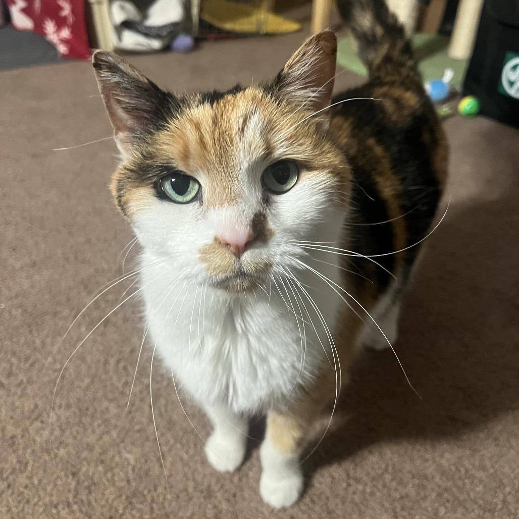 Luna Lovegood C10843, a Adoptable Domestic Short Hair in Minneapolis, MN image 2/6