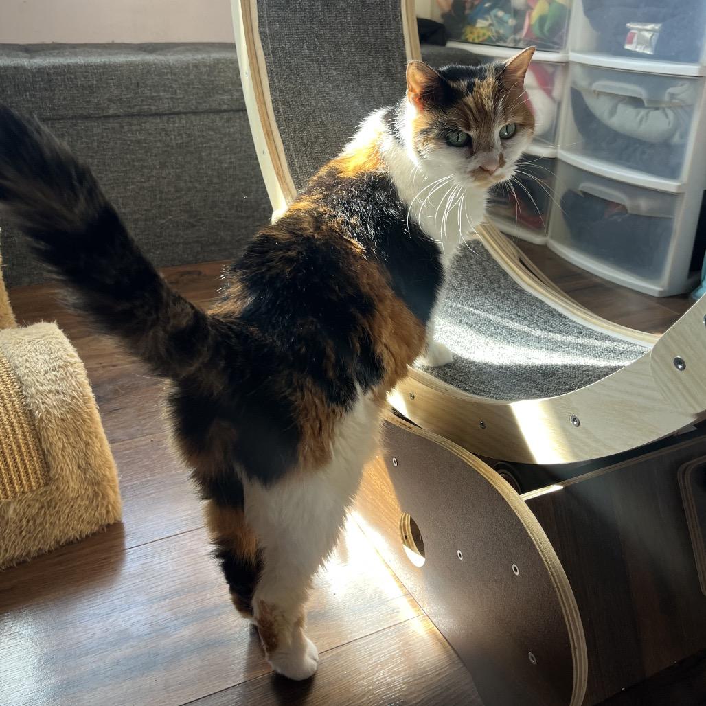Luna Lovegood C10843, a Adoptable Domestic Short Hair in Minneapolis, MN image 5/6