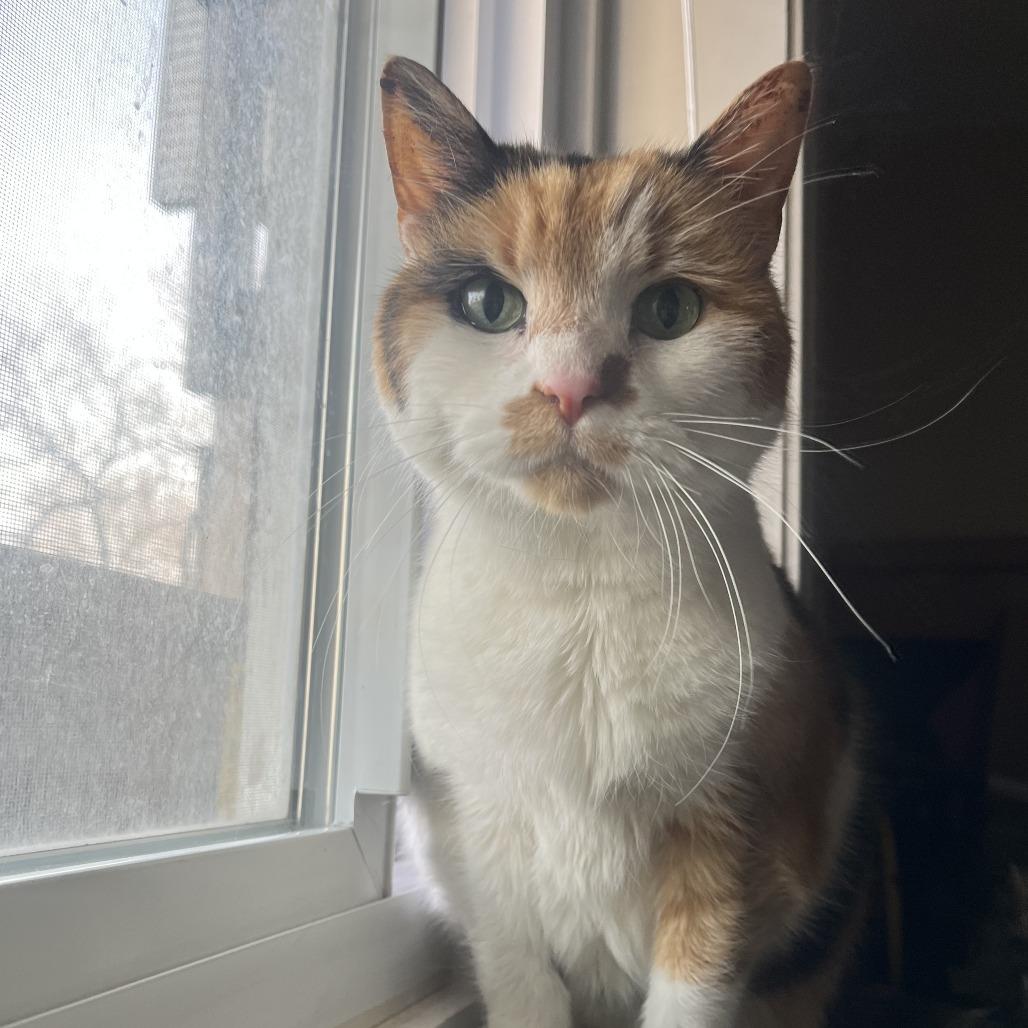 Luna Lovegood C10843, a Adoptable Domestic Short Hair in Minneapolis, MN image 6/6