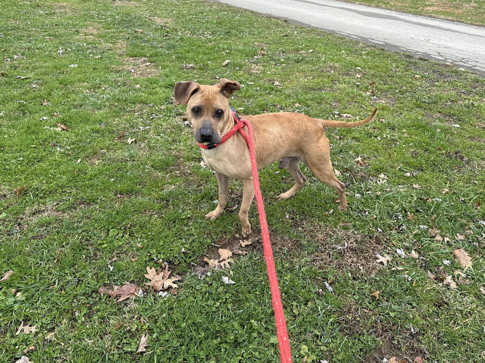 Cody, Adoptable, Adult Male Pit Bull Terrier.