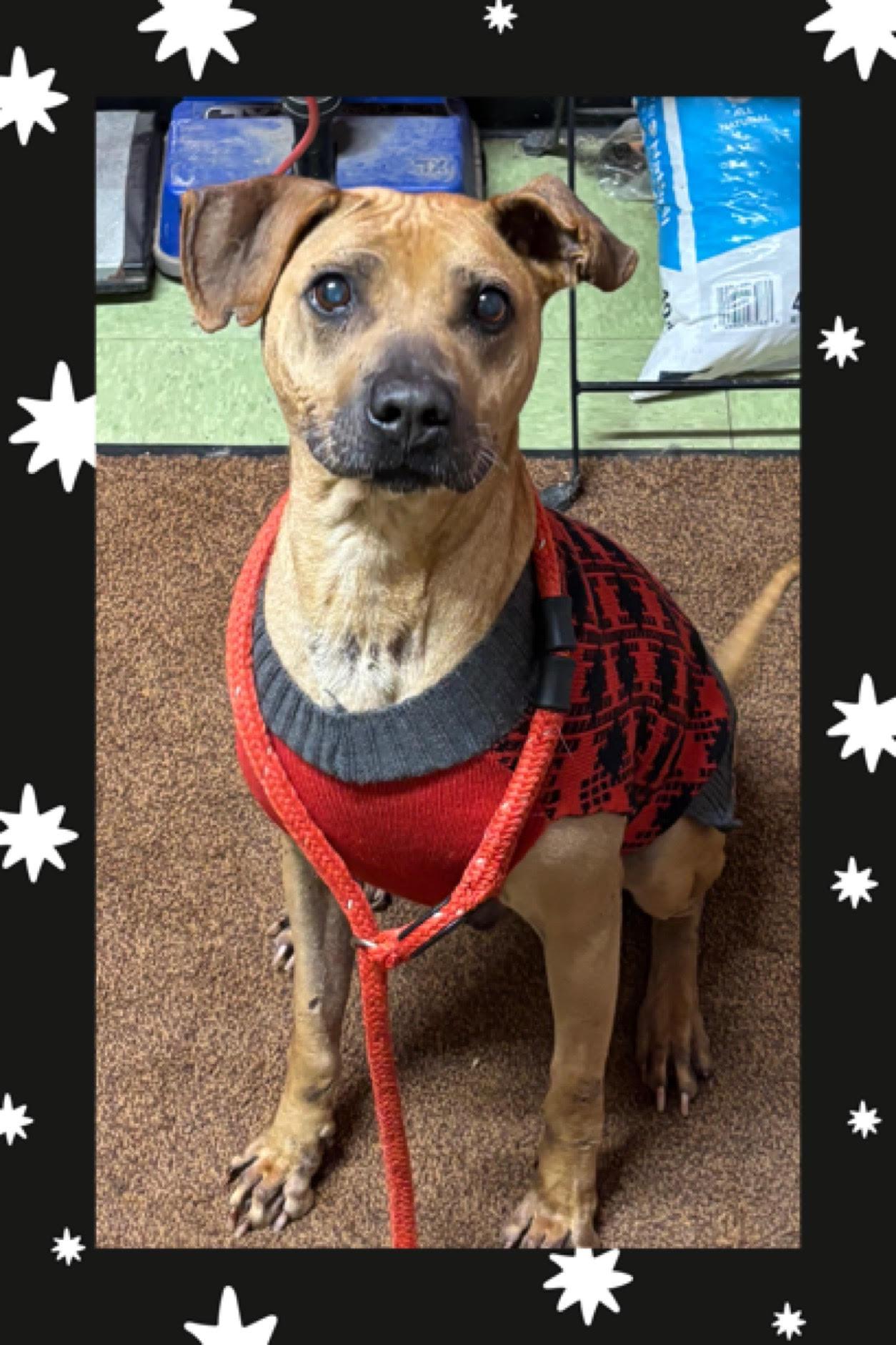 Enlarge Cody, a Adoptable Pit Bull Terrier in New Martinsville, WV image 2/3