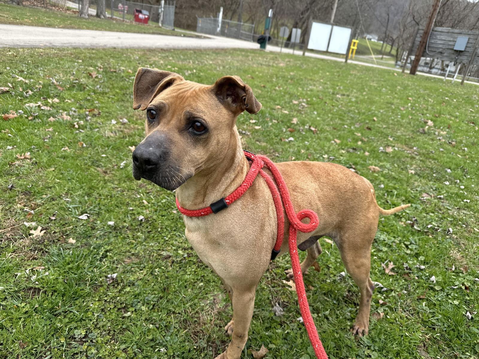 Enlarge Cody, a Adoptable Pit Bull Terrier in New Martinsville, WV image 3/3