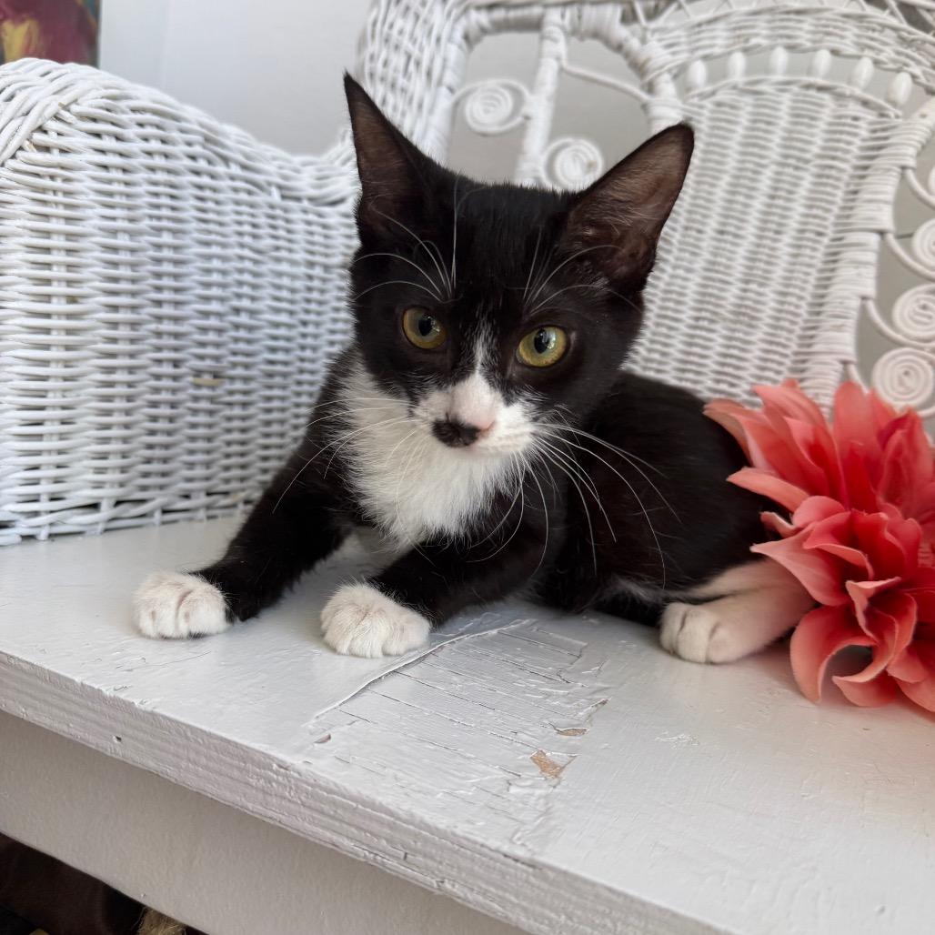 Enlarge Cherry Bombshell 55243, a Adoptable Domestic Short Hair in Lansing, MI image 1/5