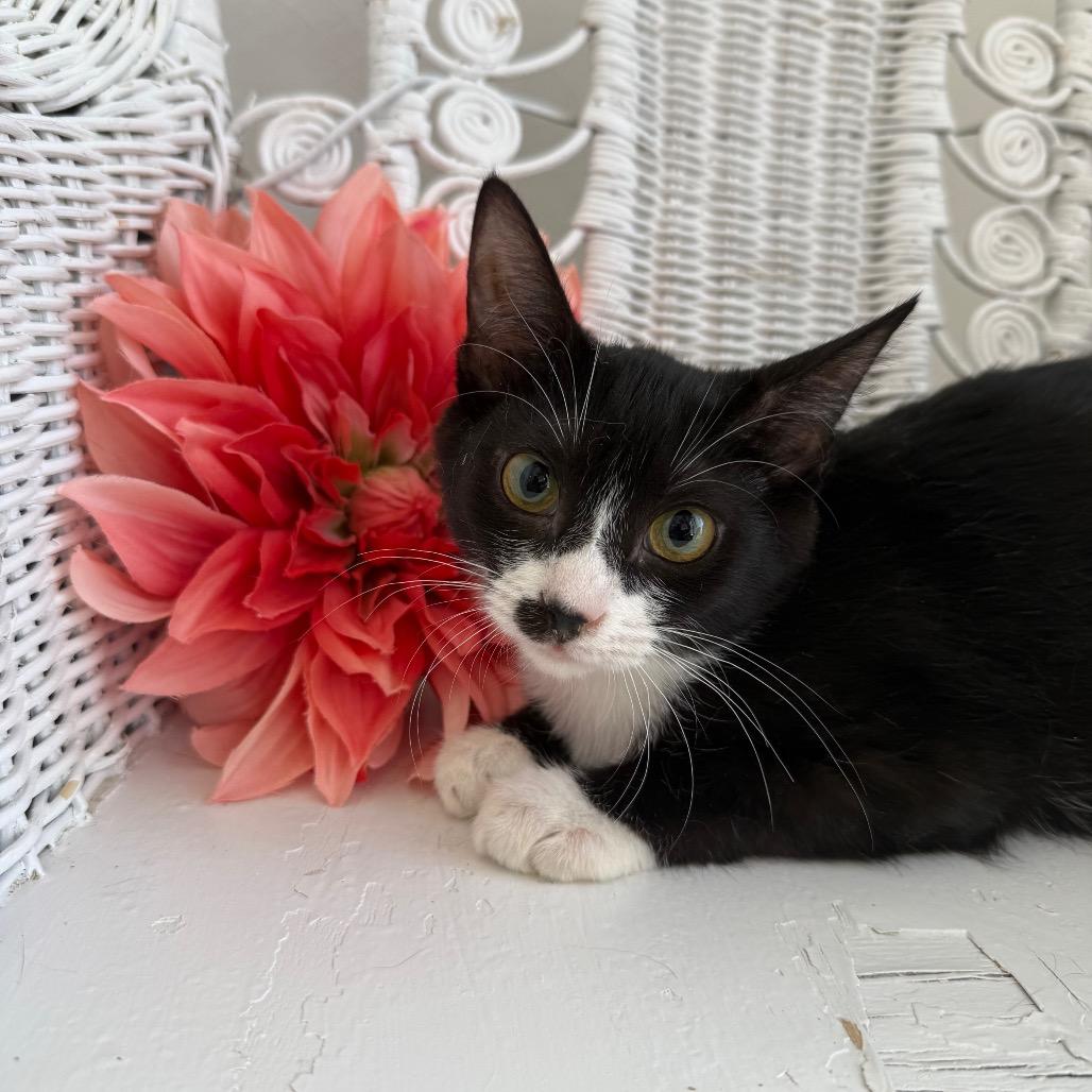 Enlarge Cherry Bombshell 55243, a Adoptable Domestic Short Hair in Lansing, MI image 2/5