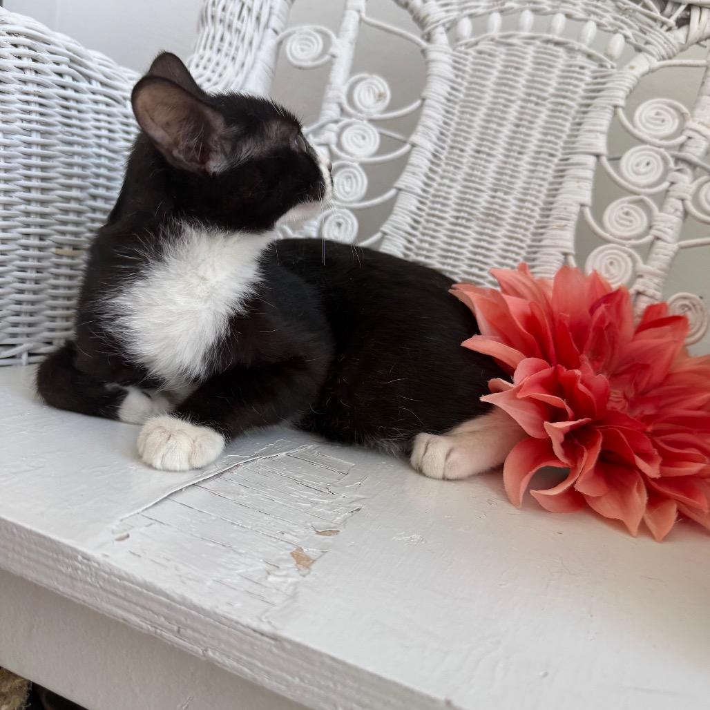 Enlarge Cherry Bombshell 55243, a Adoptable Domestic Short Hair in Lansing, MI image 3/5