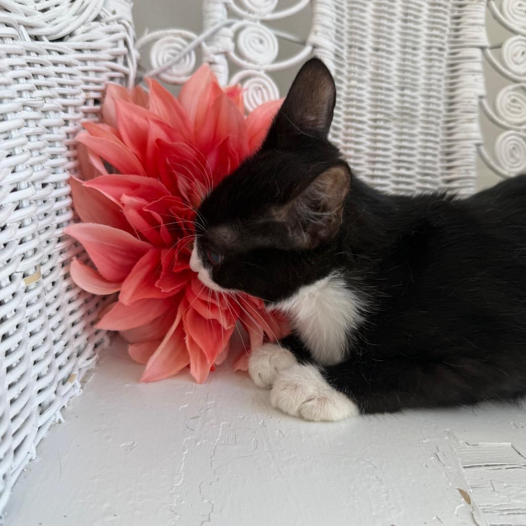 Enlarge Cherry Bombshell 55243, a Adoptable Domestic Short Hair in Lansing, MI image 4/5
