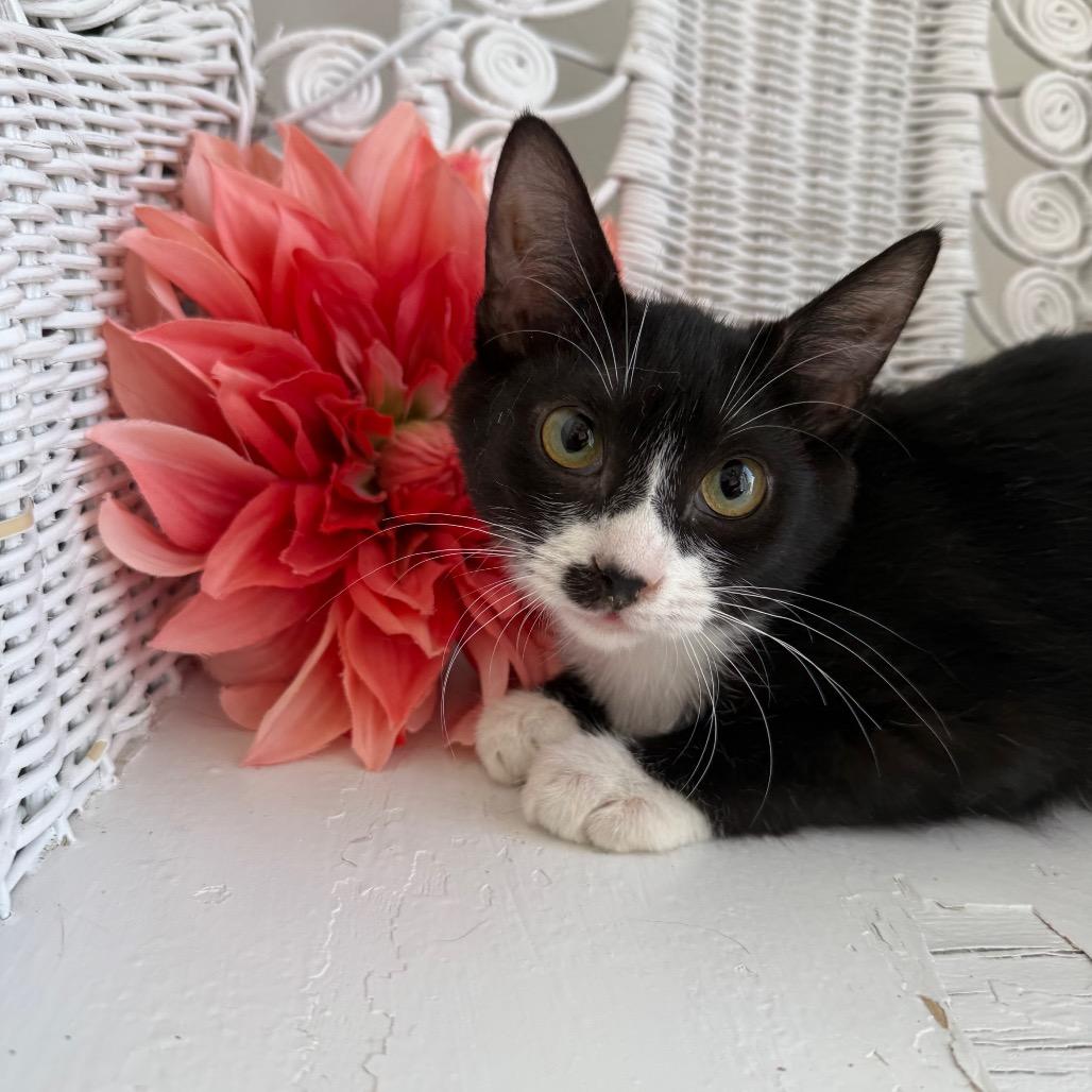Enlarge Cherry Bombshell 55243, a Adoptable Domestic Short Hair in Lansing, MI image 5/5