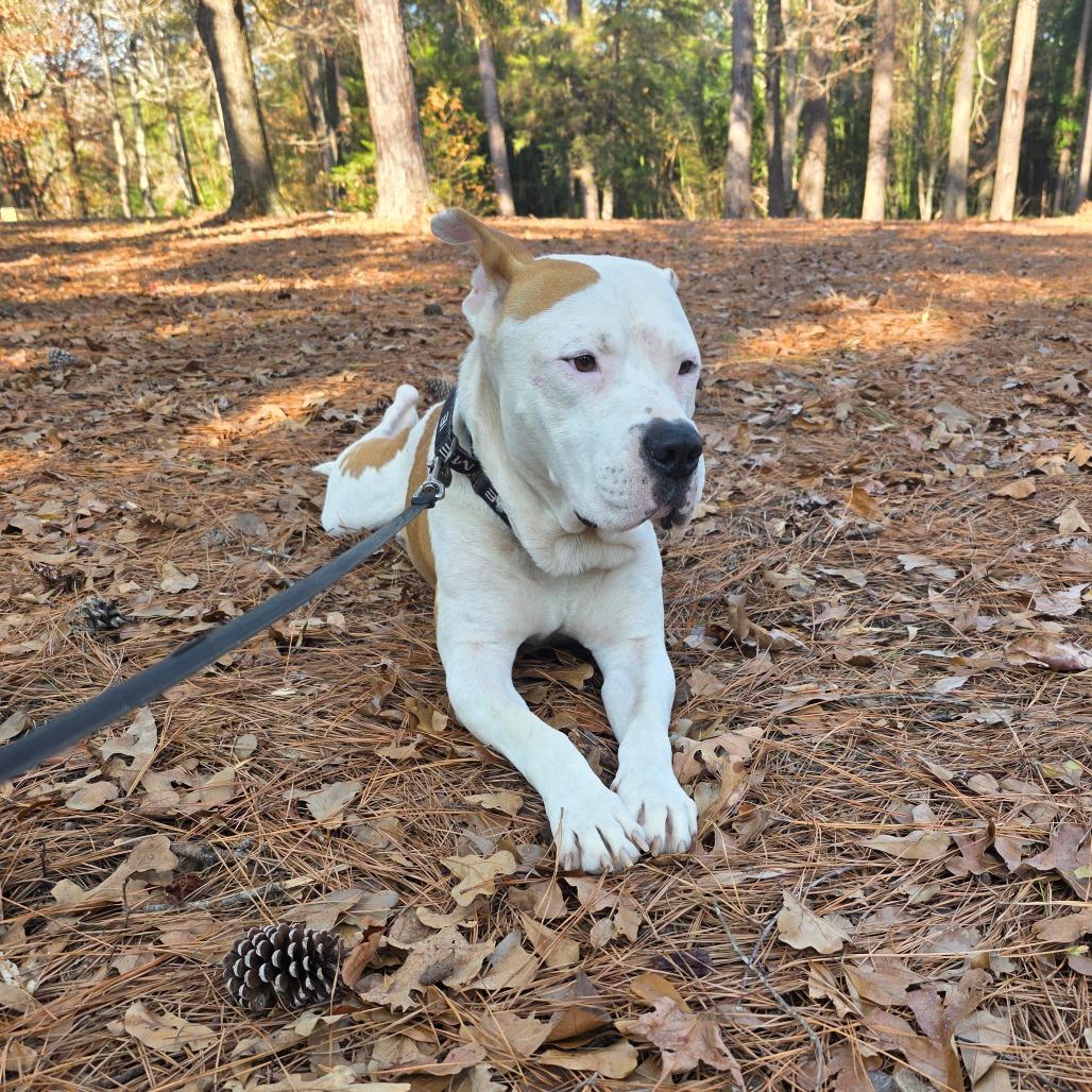 Jin-Ho S1, Adoptable, Adult Male Pit Bull Terrier.
