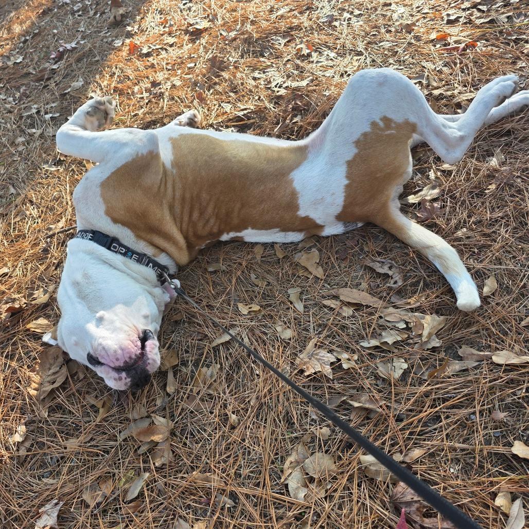 Jin-Ho S1, a Adoptable Pit Bull Terrier in Natchitoches, LA image 2/6