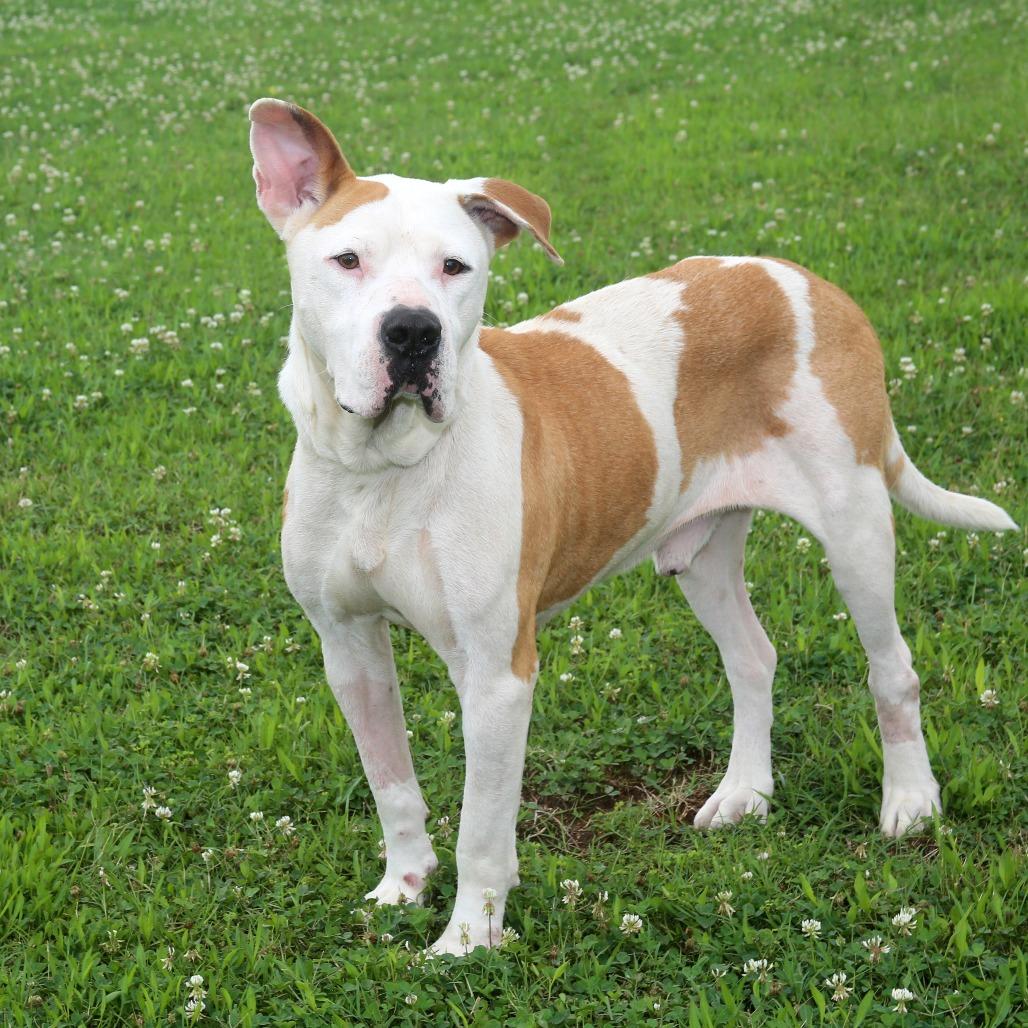 Jin-Ho S1, a Adoptable Pit Bull Terrier in Natchitoches, LA image 3/6