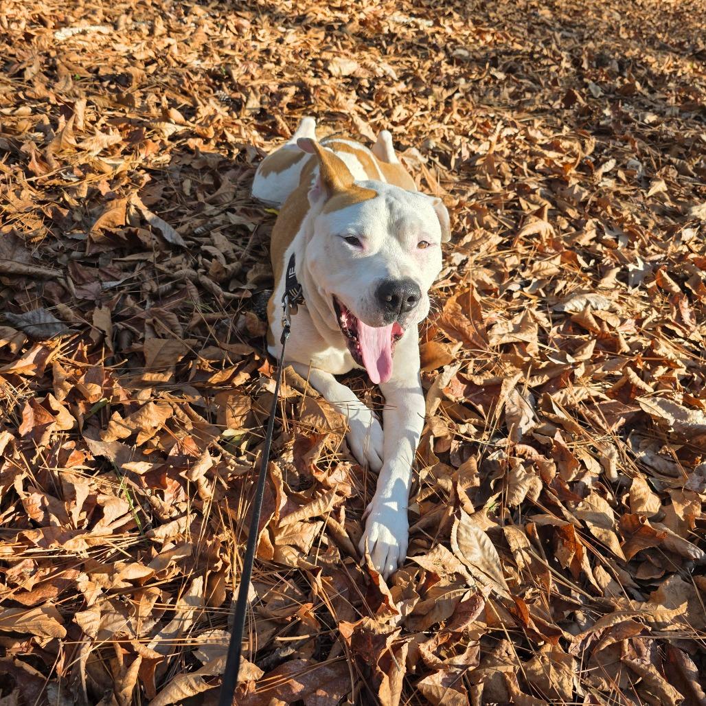 Jin-Ho S1, a Adoptable Pit Bull Terrier in Natchitoches, LA image 4/6