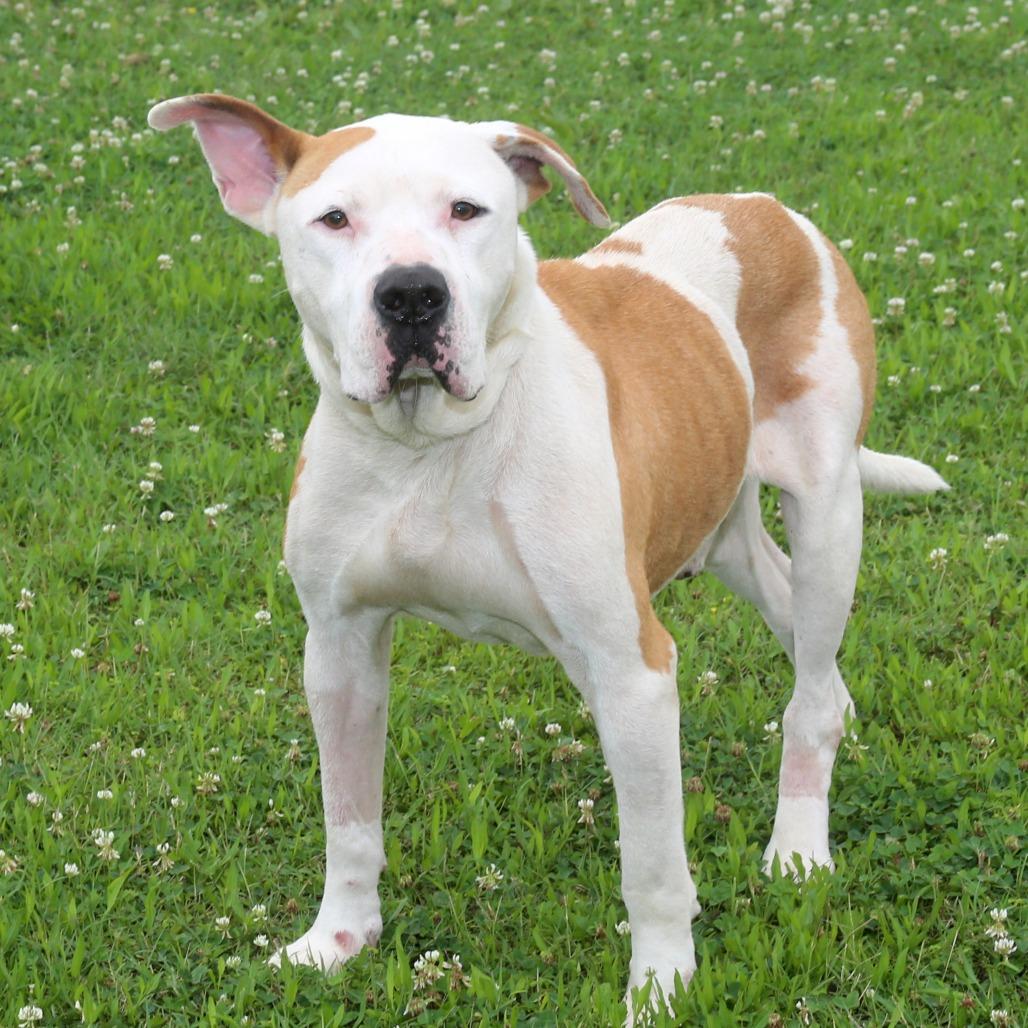 Jin-Ho S1, a Adoptable Pit Bull Terrier in Natchitoches, LA image 5/6