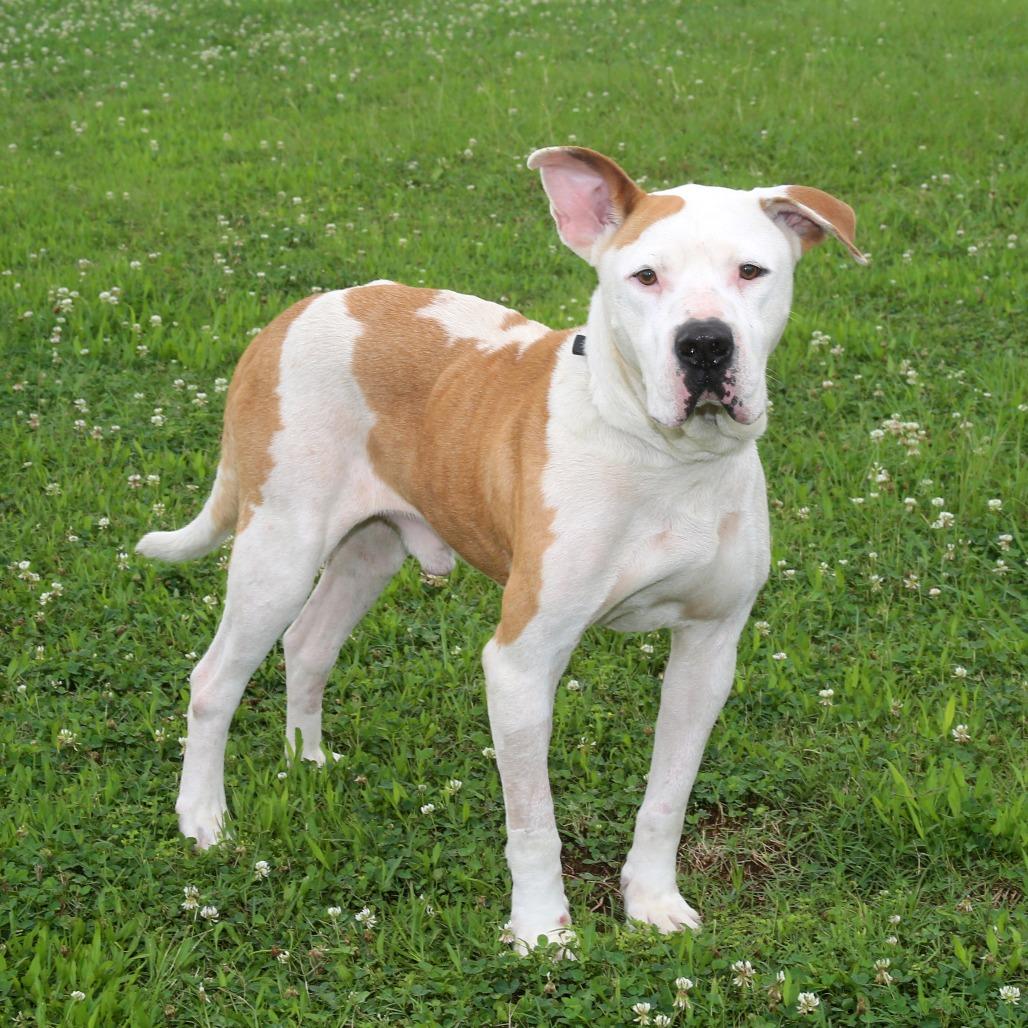 Jin-Ho S1, a Adoptable Pit Bull Terrier in Natchitoches, LA image 6/6