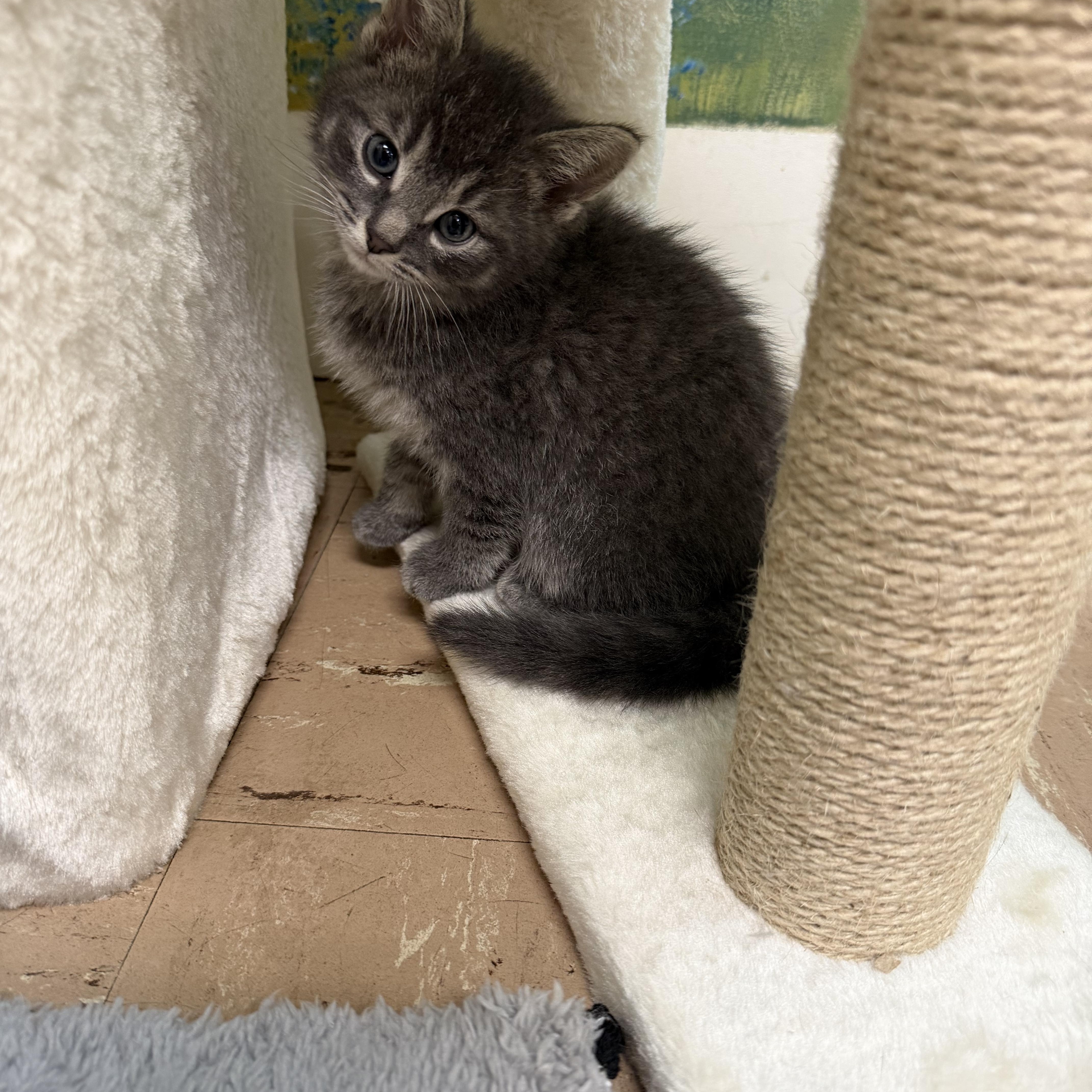 Enlarge Shermy, a ADOPTABLE Domestic Medium Hair in Chisholm, MN image 4/5