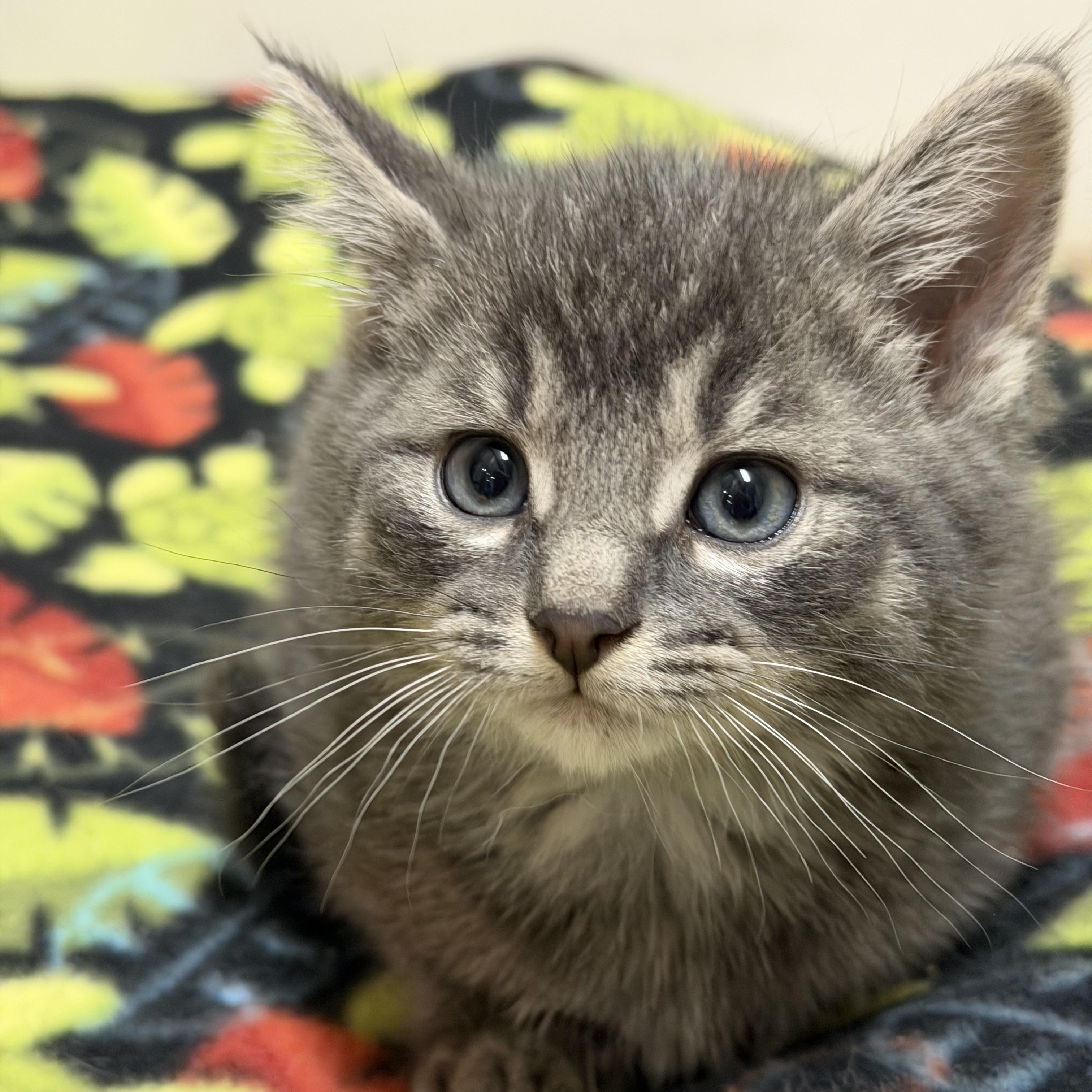 Enlarge Shermy, a ADOPTABLE Domestic Medium Hair in Chisholm, MN image 2/5