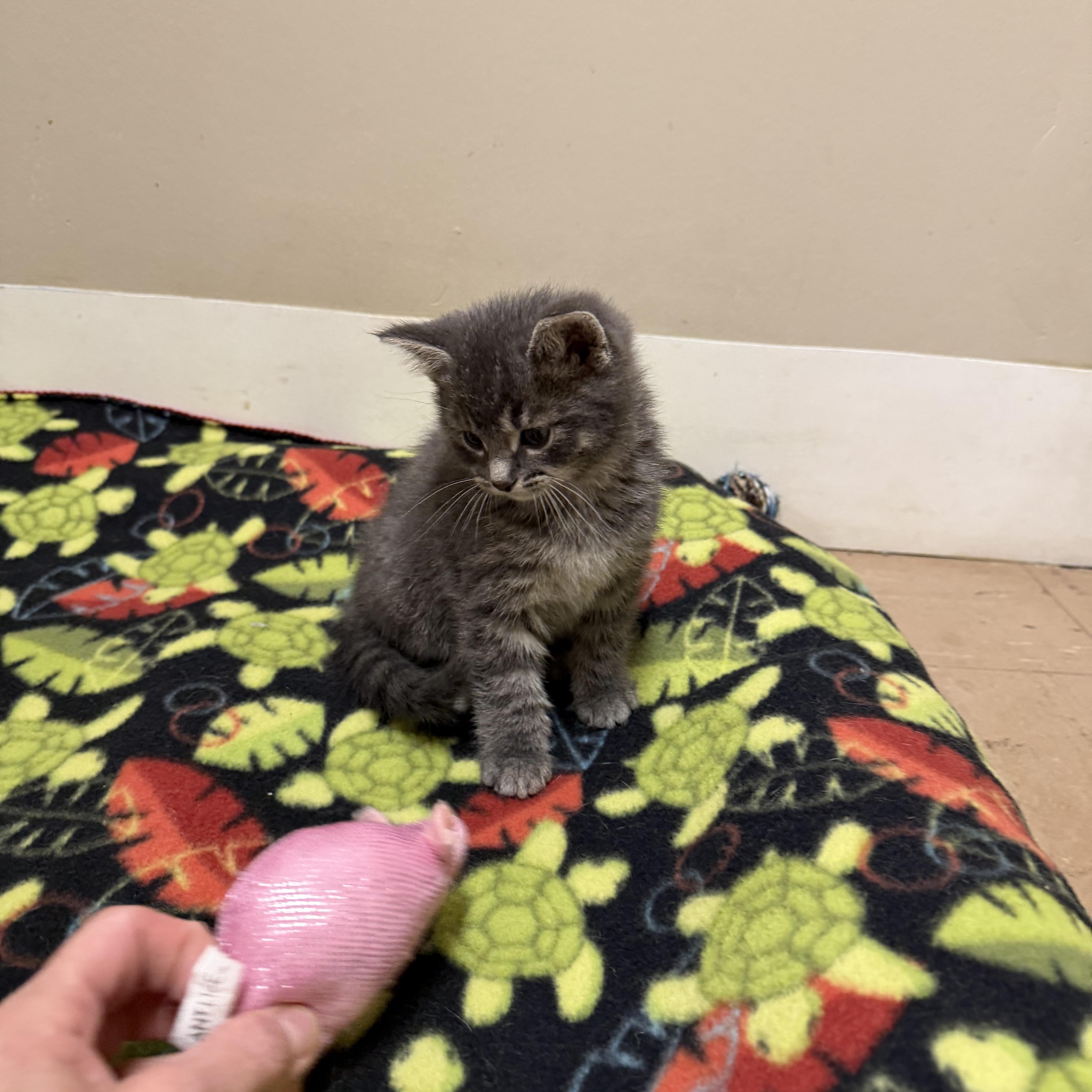 Enlarge Shermy, a ADOPTABLE Domestic Medium Hair in Chisholm, MN image 3/5