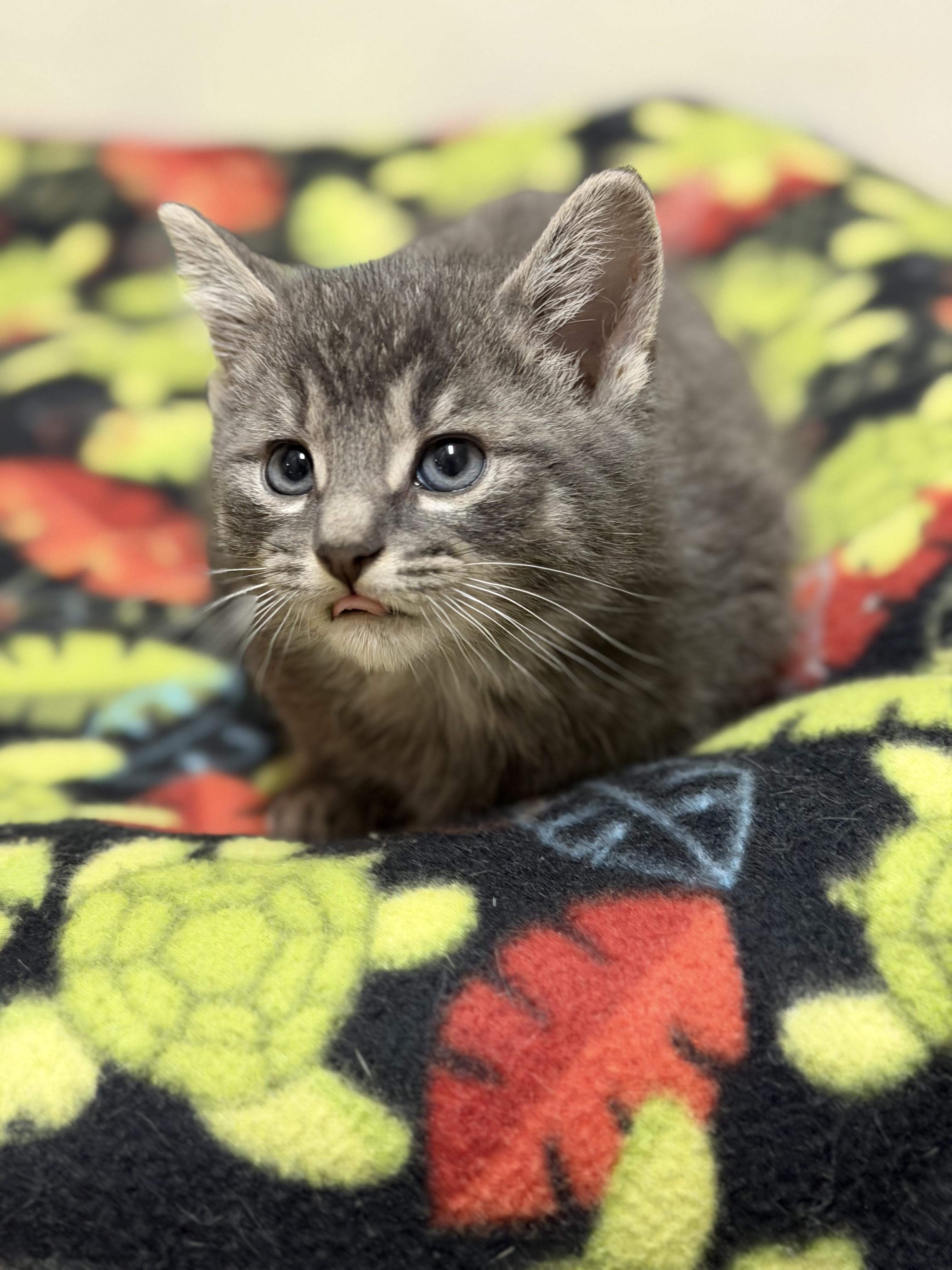 Enlarge Shermy, a ADOPTABLE Domestic Medium Hair in Chisholm, MN image 5/5