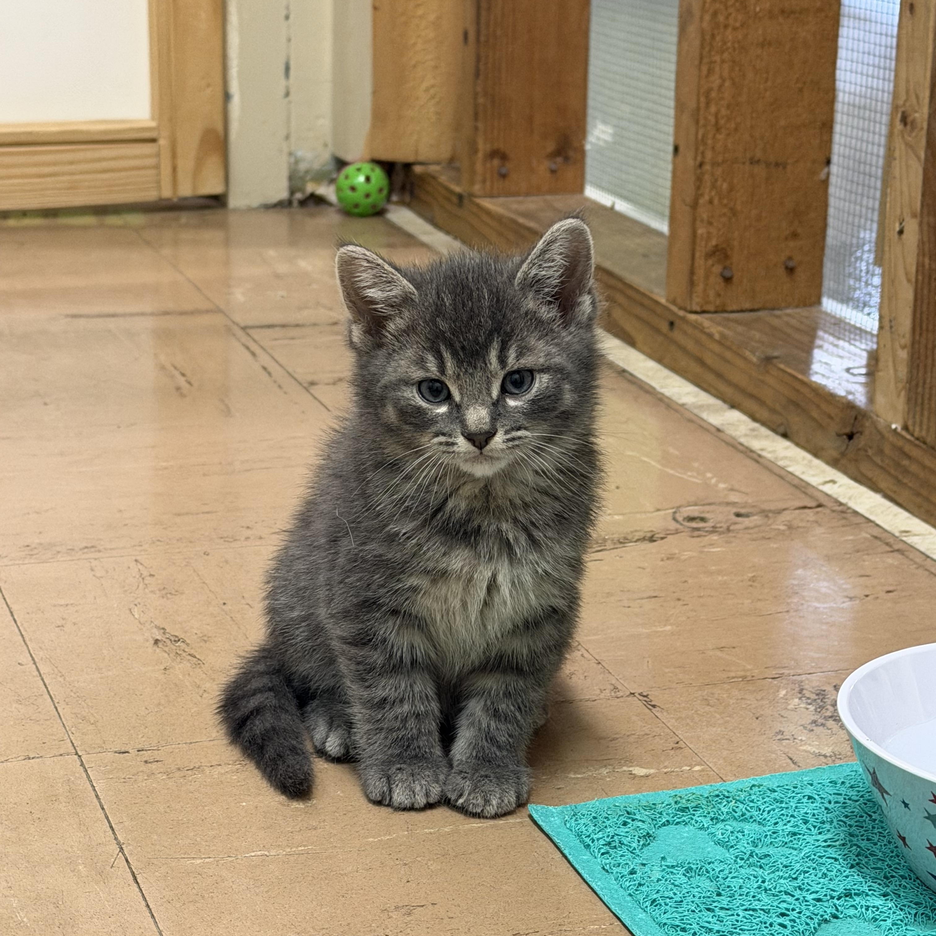 Enlarge Shermy, a ADOPTABLE Domestic Medium Hair in Chisholm, MN image 1/5