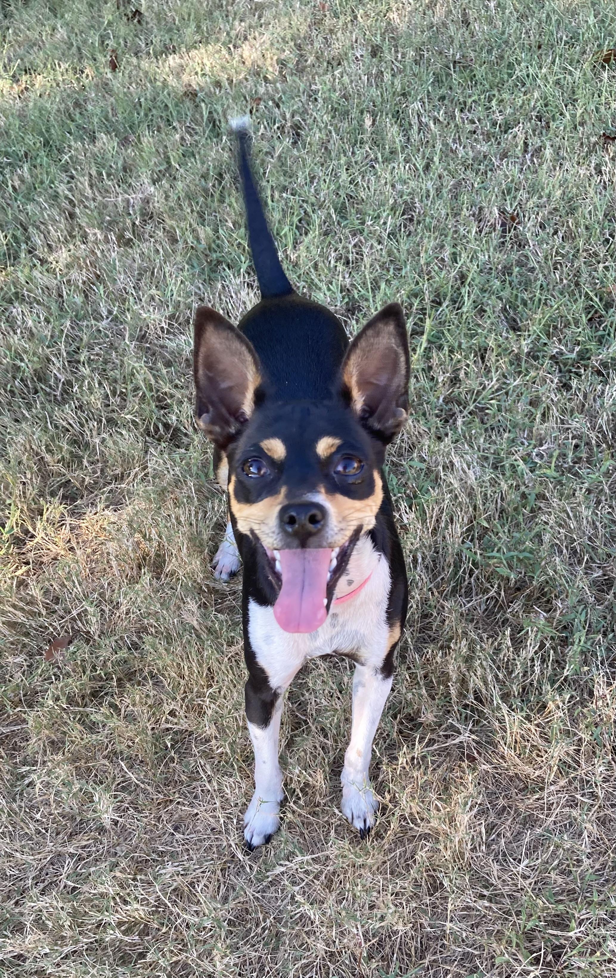 JOSIE, adopted, Puppy Female Rat Terrier & Terrier.