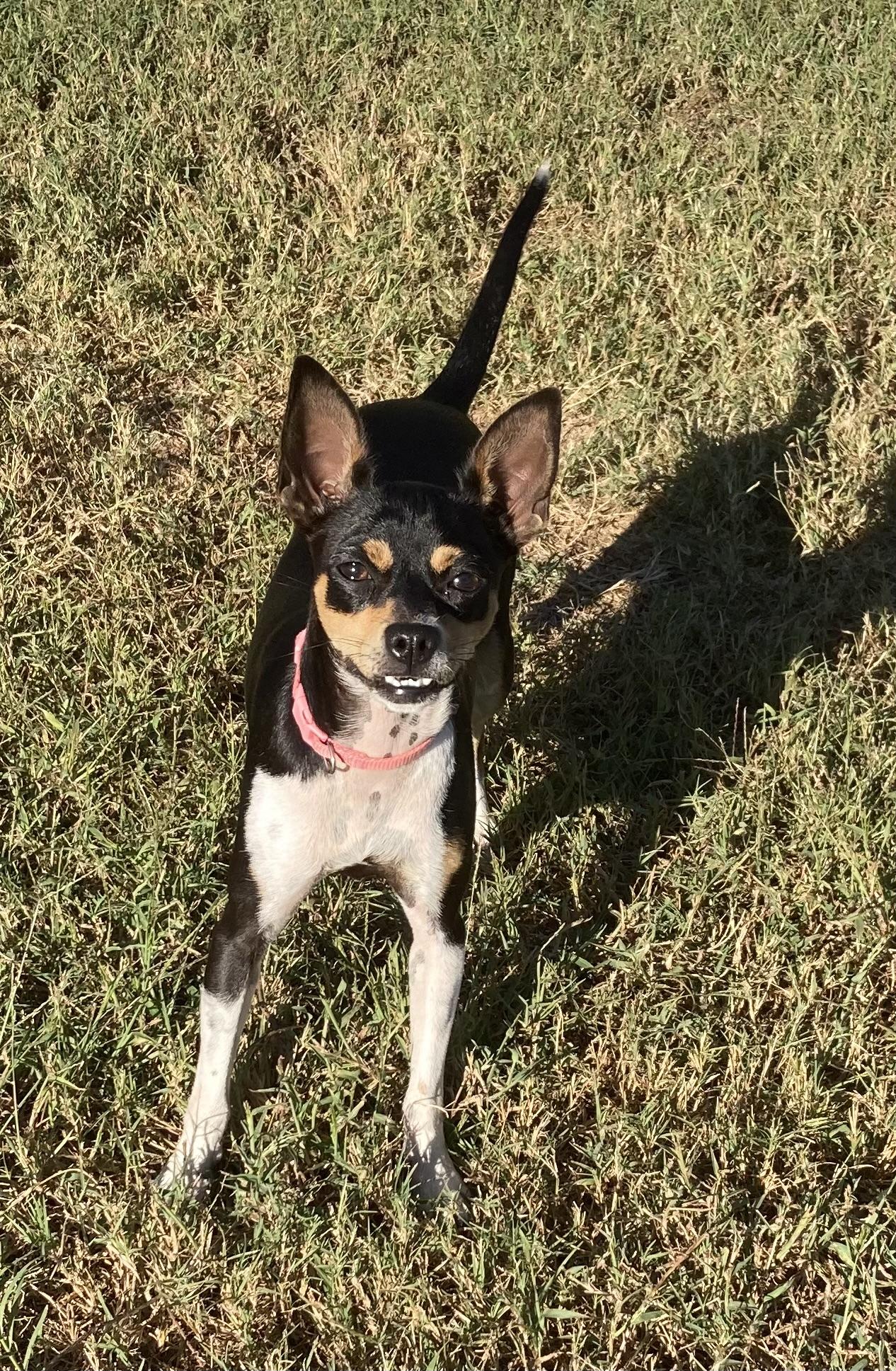 JOSIE, an adopted mixed breed in Dumont, NJ image 2/4
