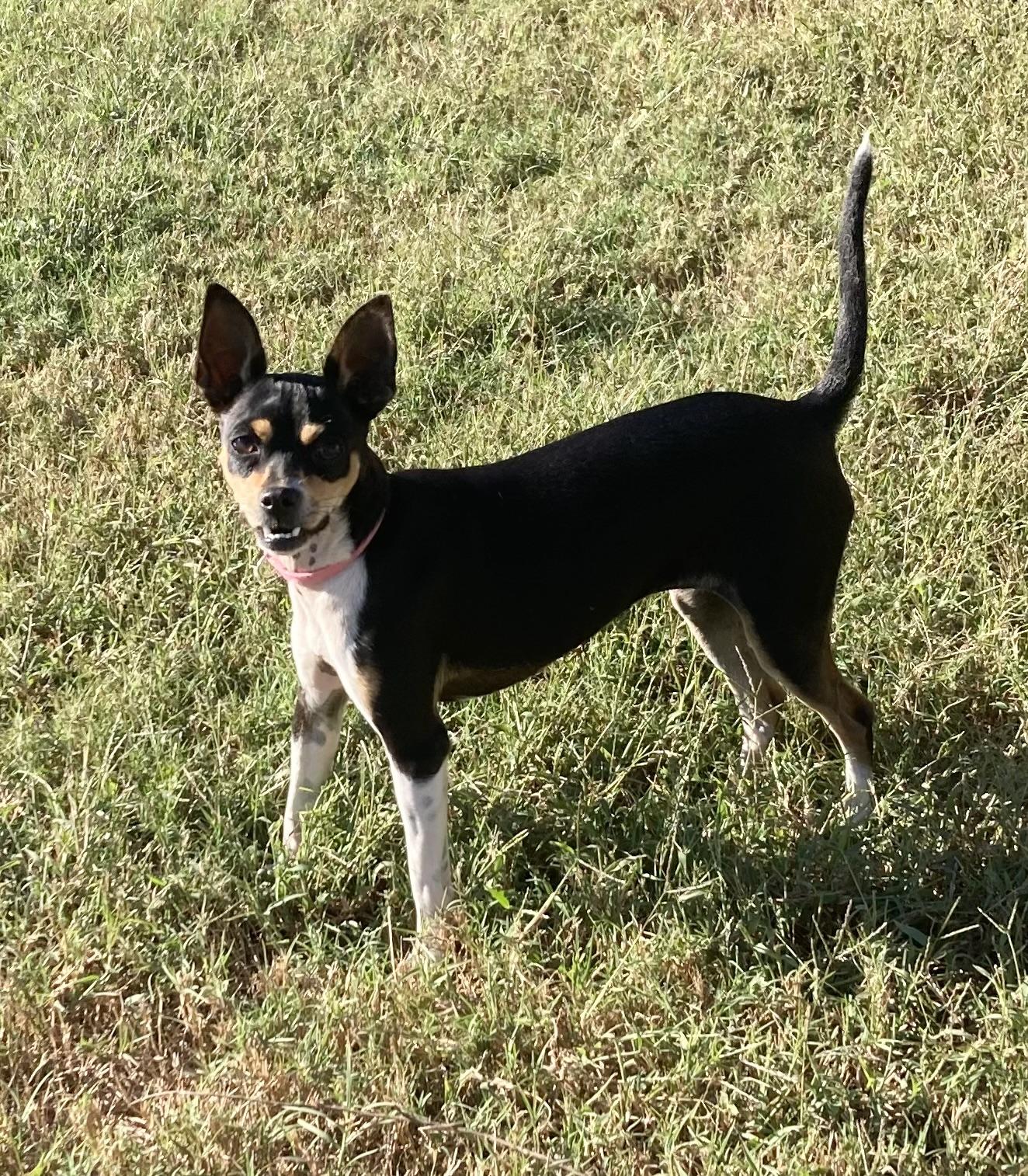 JOSIE, an adopted mixed breed in Dumont, NJ image 3/4