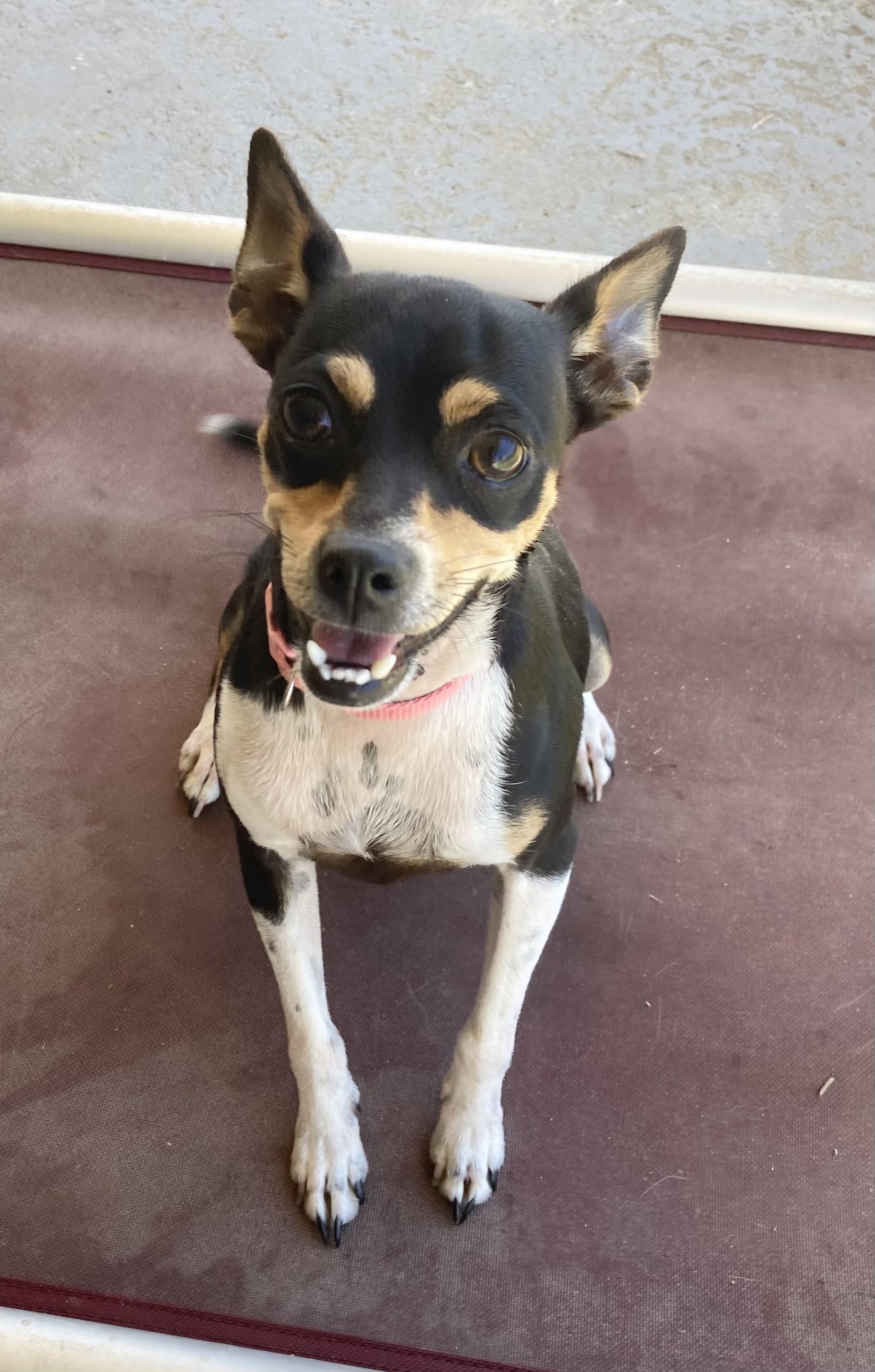 JOSIE, an adopted mixed breed in Dumont, NJ image 4/4