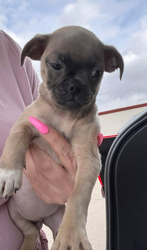 Tina, a Adoptable mixed breed in Salem, VA image 3/4