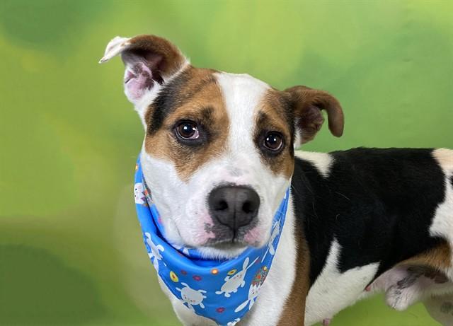Enlarge MARBLES, a Adoptable mixed breed in Fort Lauderdale, FL image 1/1