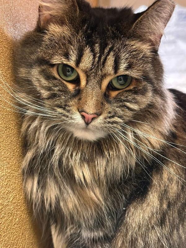 Enlarge Merlot, a Adopted mixed breed in Delran, NJ image 1/3