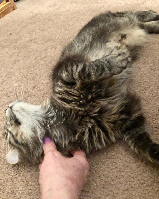 Enlarge Merlot, a Adopted mixed breed in Delran, NJ image 2/3